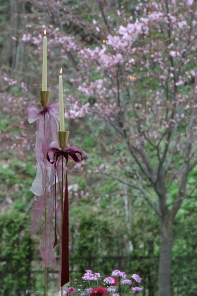 ジャルダンドゥボヌールの桜の木